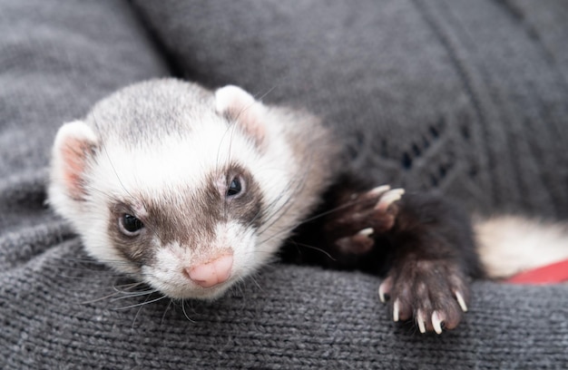 Portrait d'un furet domestique mignon et fatigué reposant dans les mains de son propriétaire