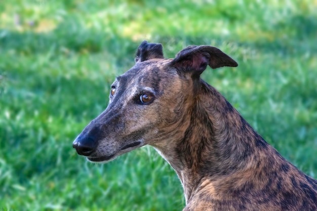 Photo portrait d'un galgo au fond d'une prairie floue