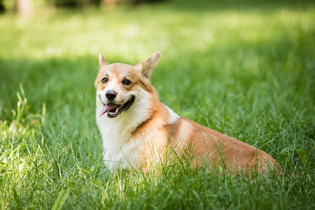 Portrait de gallois corgi pembroke dans le parc de la ville