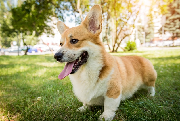 Portrait de gallois corgi pembroke dans le parc de la ville