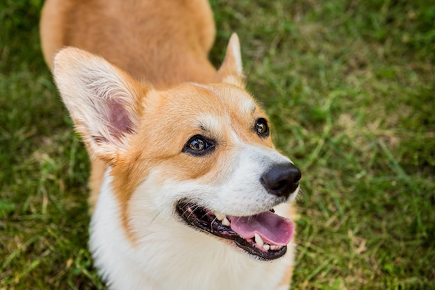 Portrait de gallois corgi pembroke dans le parc de la ville