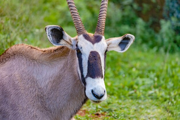 Portrait d'une gazelle d'oryx dans le pré