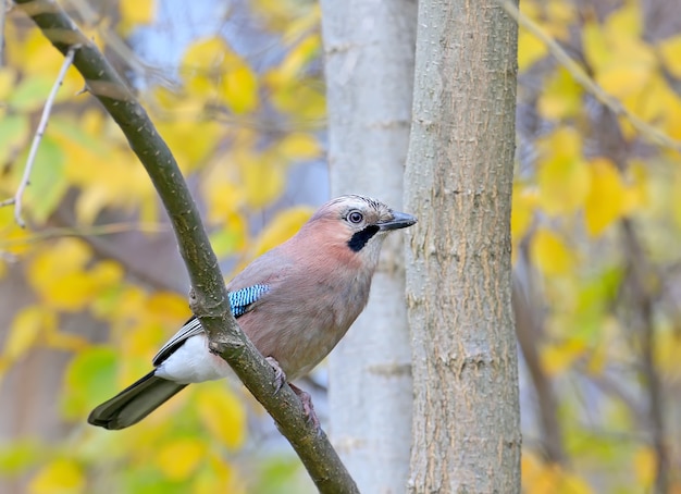 Portrait d'un geai eurasien dans une forêt d'automne sur fond de feuilles jaunes. Un oiseau est assis sur la branche