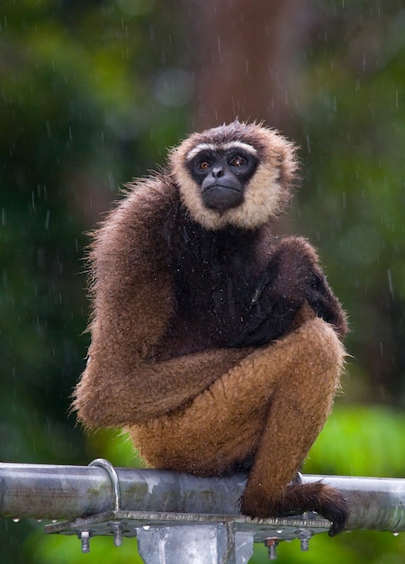 Portrait de Gibbon. Fermer. Indonésie. L'île de Kalimantan. Bornéo.