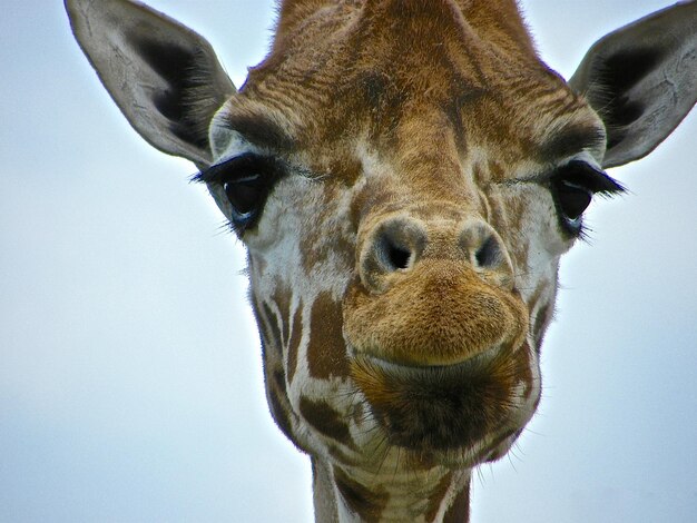 Photo portrait de girafe à angle bas contre le ciel