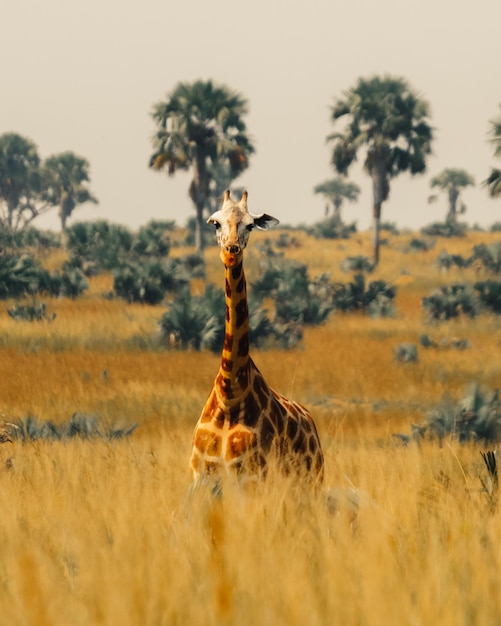 Portrait de girafe sur un champ herbeux