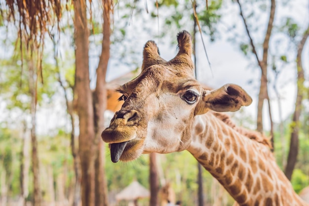 Portrait d'une girafe contre un toit de chaume