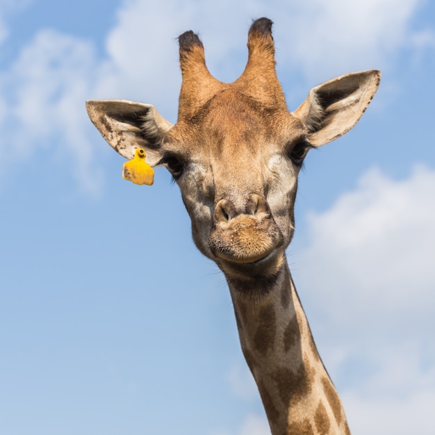 Portrait d&#39;une girafe curieuse sur fond de ciel bleu