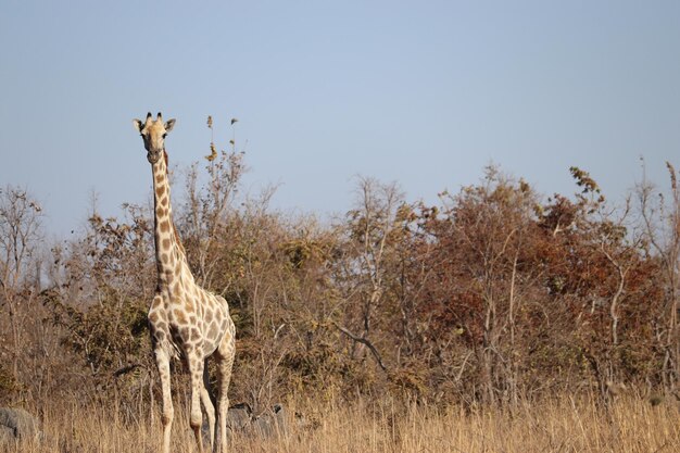 Photo portrait d'une girafe dans le parc national de lusaka lusaka zambie