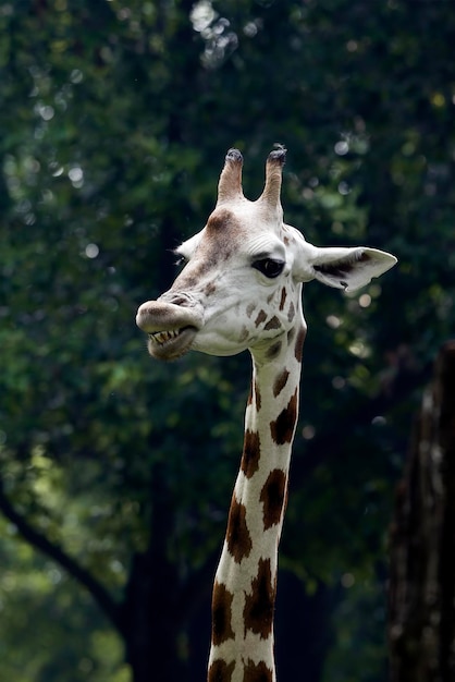 Portrait d'une girafe dans sa cage