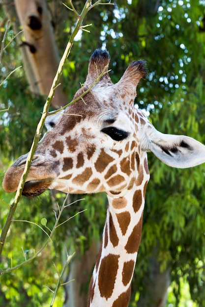 Portrait de girafe sur fond d'arbres