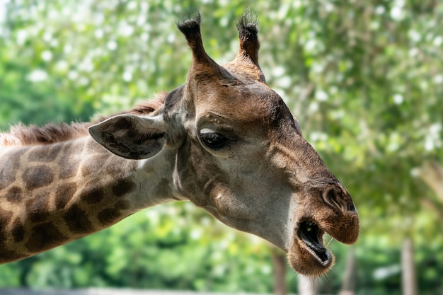 Portrait d'une girafe sur le fond de la nature verte.