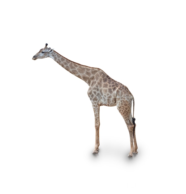 Portrait de girafe isolé sur blanc (Tracé de détourage