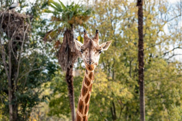 Portrait d'une girafe regardant la caméra