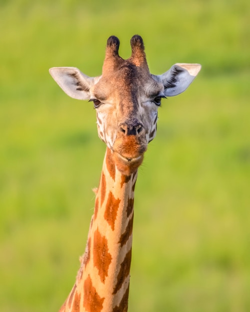 Portrait de girafe Rothschild Parc National de Murchison Falls Afrique Ouganda