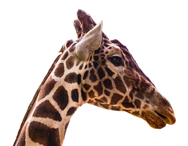 Portrait de girafe