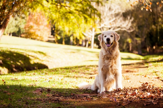 Portrait de Golden Retriever assis au parc