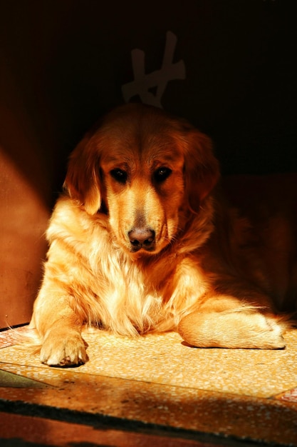 Portrait d'un golden retriever assis près du mur à la maison