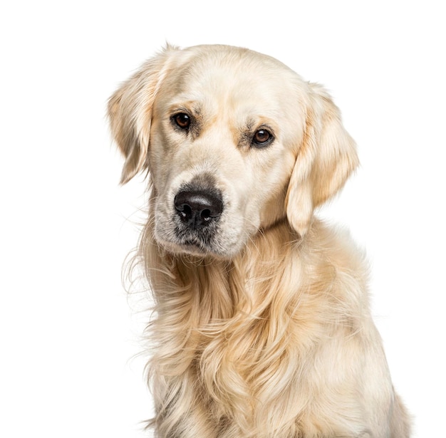 Portrait d'un Golden Retriever isolé sur blanc