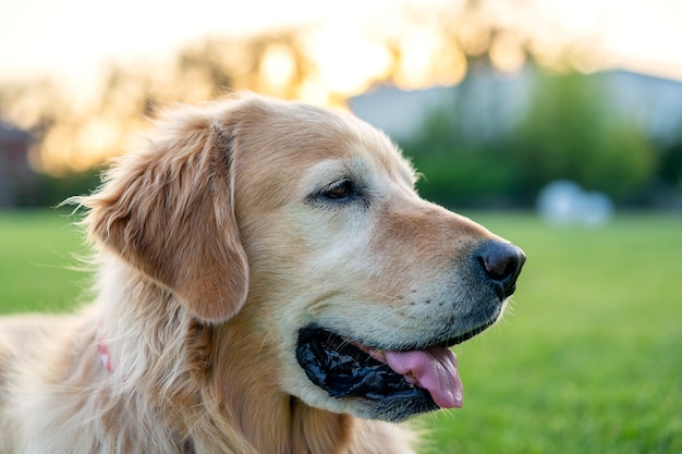 Portrait de golden retriever sur le terrain