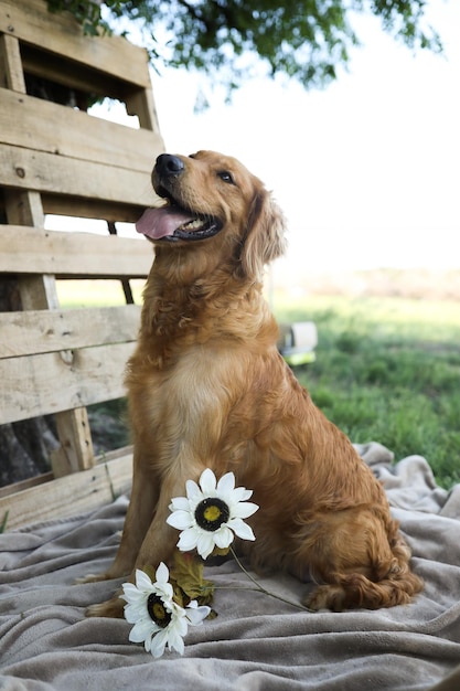 Photo portrait d'un golden retriever