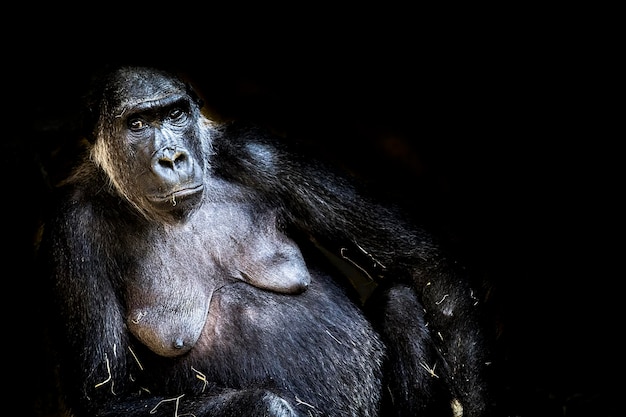 Photo portrait d'une gorille femelle la nuit