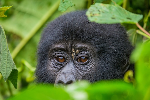 Portrait d'un gorille de montagne. Ouganda. Parc national de la forêt impénétrable de Bwindi.