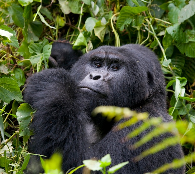 Portrait d'un gorille de montagne. Ouganda. Parc national de la forêt impénétrable de Bwindi.