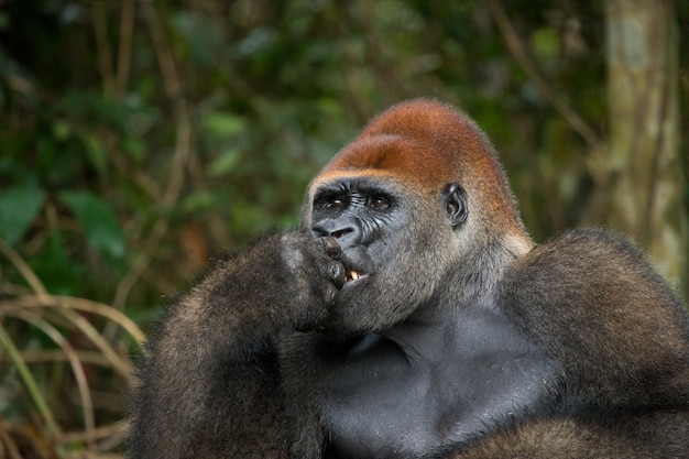 Portrait de gorille de plaine. République du Congo.