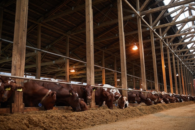 Portrait grand angle de belles vaches en bonne santé en ligne manger du foin dans l'étable à la ferme laitière biologique, espace copie