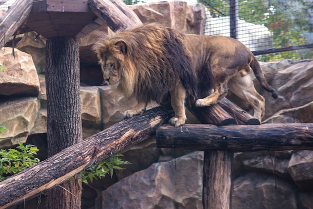 portrait d'un grand beau lion