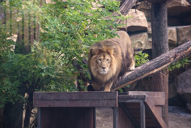 portrait d'un grand beau lion