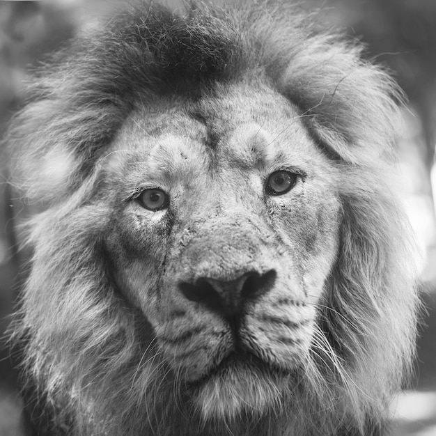 Portrait d'un grand beau lion