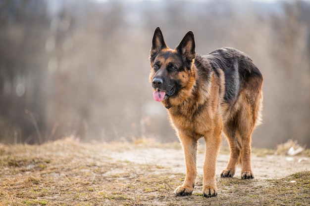 Portrait d'un grand berger allemand adulte debout sur fond de nature au printemps ou en automne