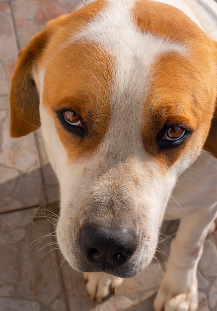 Portrait Grand chien avec de beaux yeux tristes