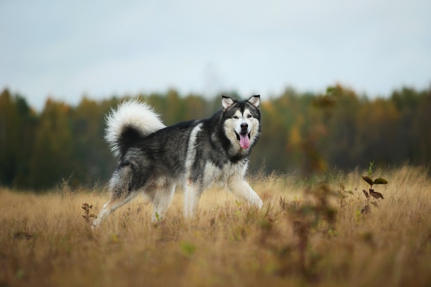 Portrait d'un grand chien Malamute d'Alaska pure race gris blanc