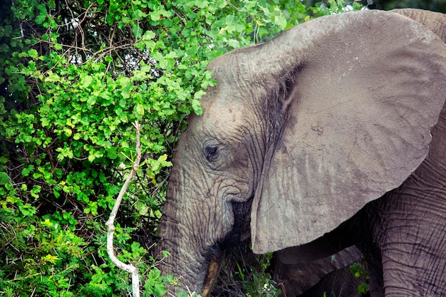 Portrait d'un grand éléphant à l'extérieur
