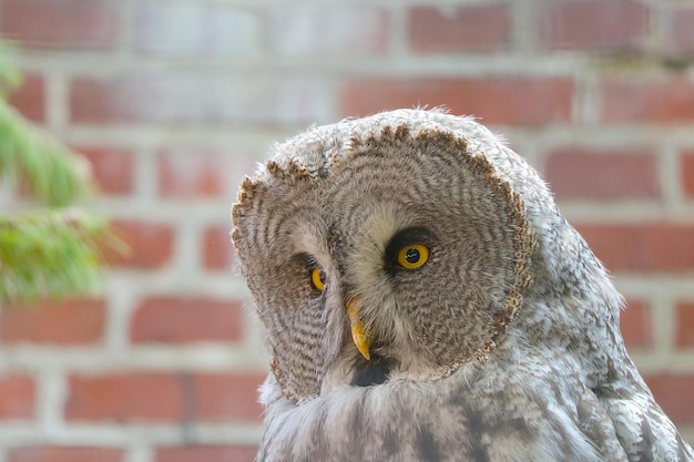 Portrait d'un grand hibou gris dans la nature