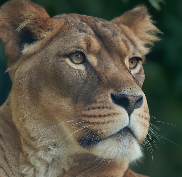 Portrait d'un grand lion regardant la caméra passée avec un arrière-plan flou