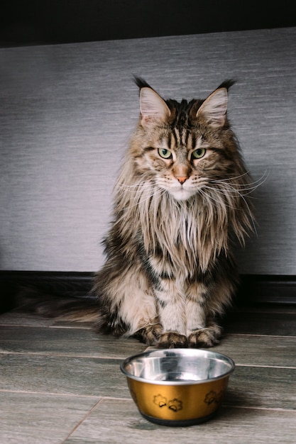 Portrait, grand, moelleux, Maine, Coon, chat, séance, sol, près, a, bol