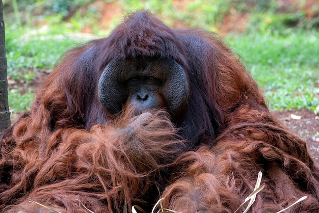 Portrait d'un grand orang-outan mâle