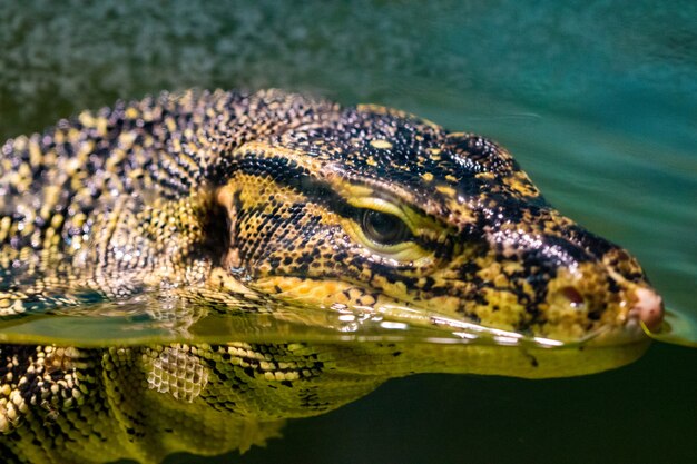 Photo portrait grand varan dans l'eau, gros plan.