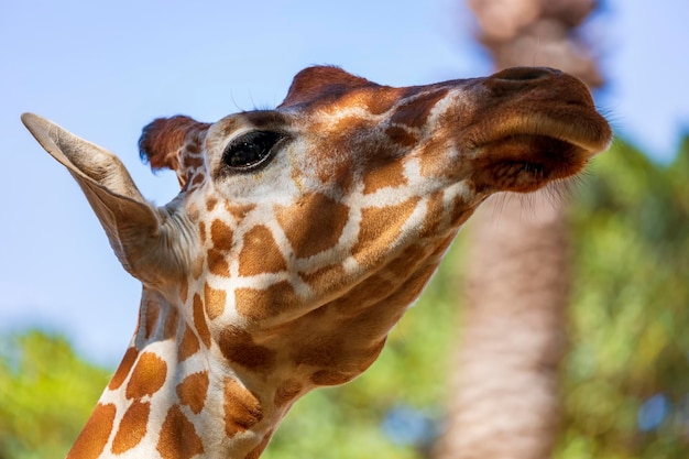 Portrait de grande girafe (Giraffa camelopardalis) mangeant un tronc d'arbre sur fond de ciel bleu. Scène positive et amusante d'une girafe étirant son cou pour atteindre les feuilles de palmier, mise au point sélective
