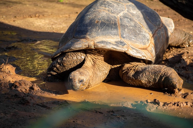 Portrait d'une grande tortue du désert au coucher du soleil