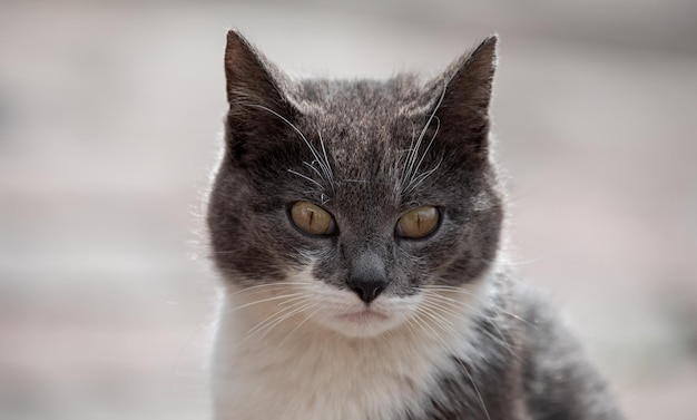 Portrait d'un gris avec un chat blanc