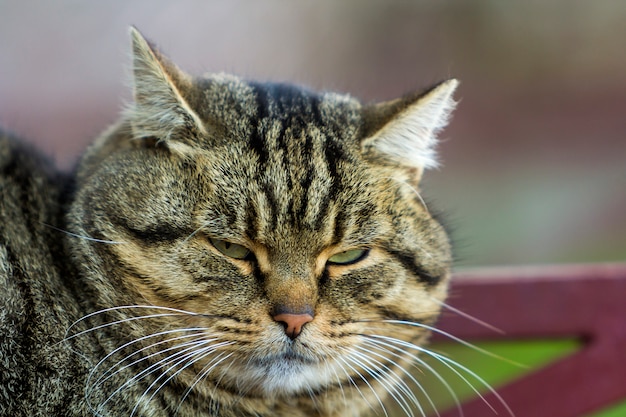 Portrait d'un gros chat rayé aux yeux verts