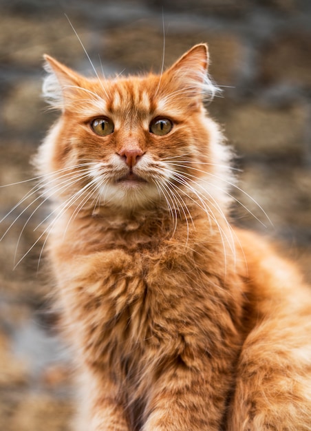 Portrait d&#39;un gros chat rouge