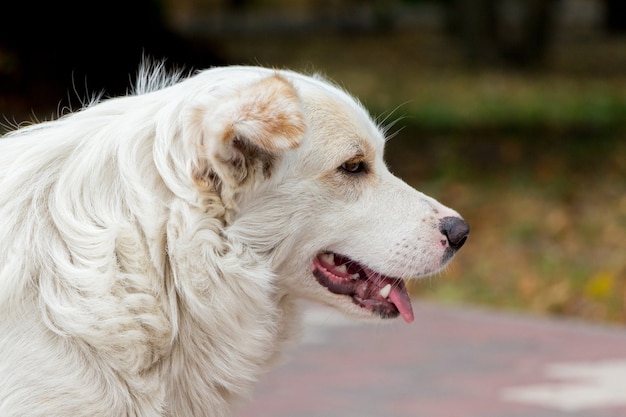 Portrait de gros chien blanc close up in profile_