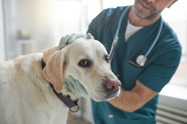 Portrait de gros chien blanc regardant la caméra pendant l'examen à la clinique vétérinaire, espace de copie