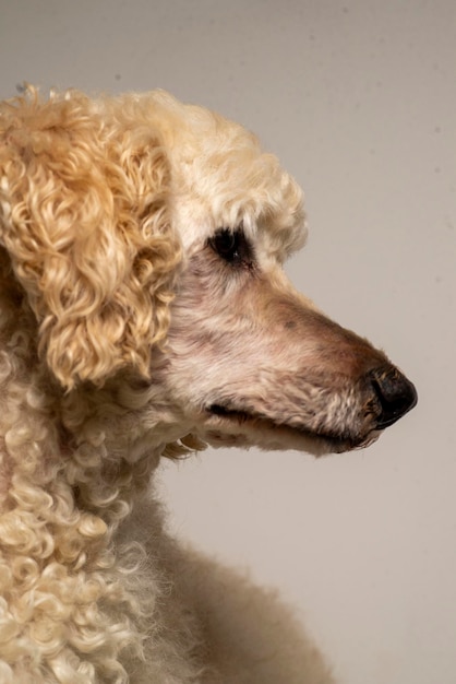 portrait en gros d'un grand caniche royal blanc non coupé